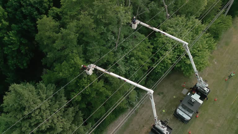 How Our Tree Care Process Works  in Hillsboro, ND